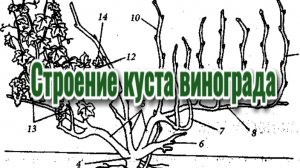 Строение виноградного куста
