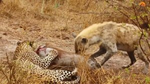 Leopard and Hyena Break Warthog Apart While Still Alive