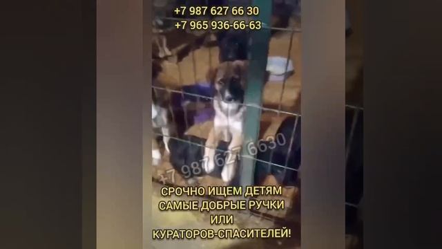 помощь щенкам
