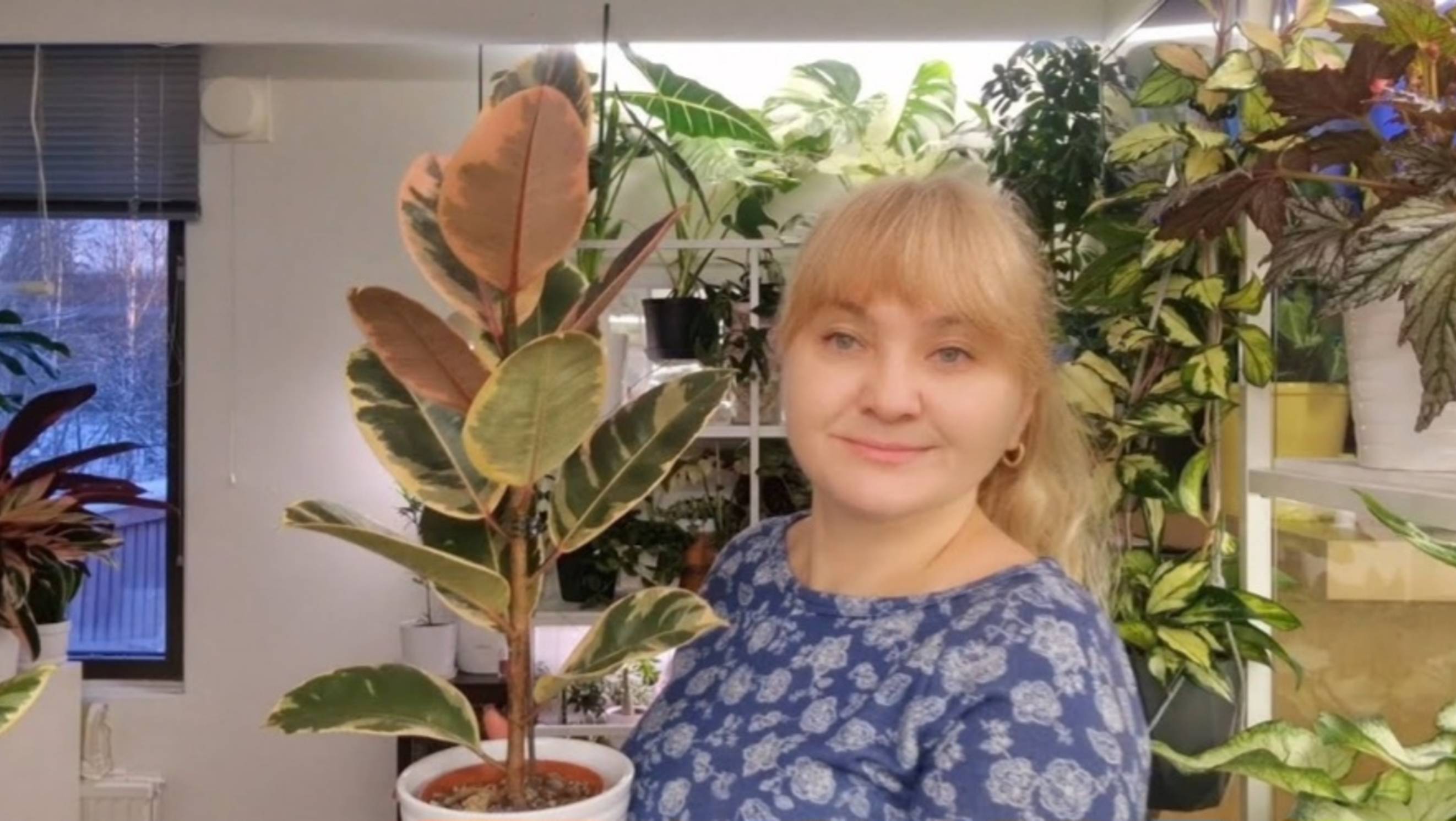 Обзор фикусов и сингониумов #top #plants #обзор #цветы #растения #garden #gardenplants  #flowers