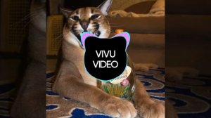 трек Кто такой мистер бубл