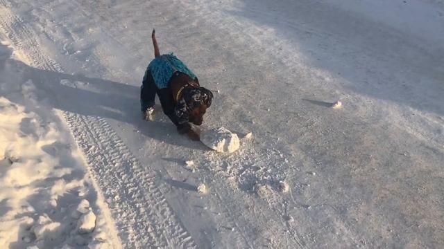 Всем привет от Кастора.Зима.Столбик термометра опускается ниже -38,а за городом и ещё больше! смотреть онлайн