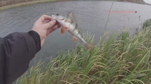 Как поймать окуня в плохую погоду Темников Мордовия