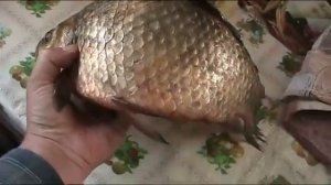 карась на удочку