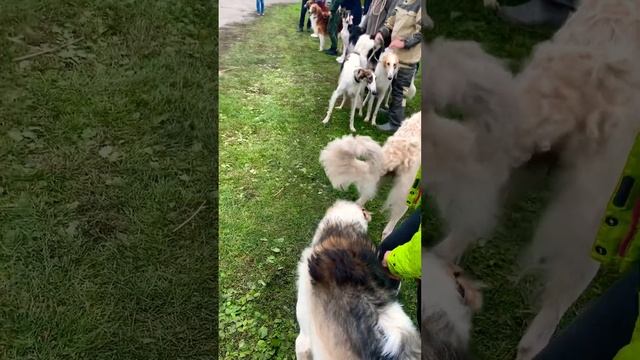 Выставка борзых. Чувашия 2022г #borzoi #dog #борзая #русскаяборзая #собаки #greyhound #doglover #рп