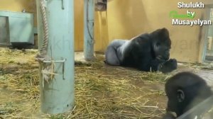 Դհոլչին. Մաս 1 | Dholchin. Mas 1 | Shulukh by Musayelyan