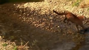 Рассомаха против волков.mp4