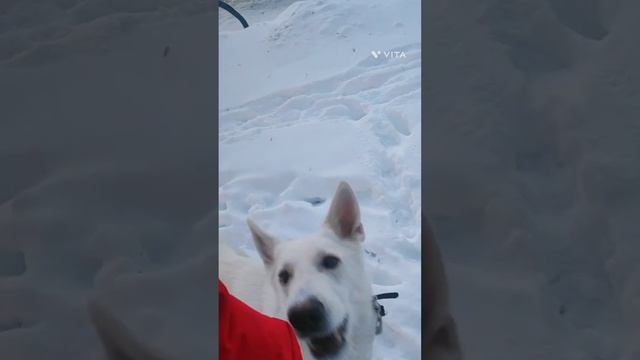 Зимняя прогулка с собакой. смотреть онлайн