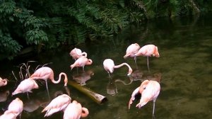 Beautiful Flamingo (Красивые фломинго)...#veronika ...#subscribe