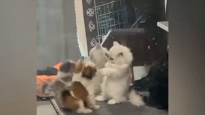 #121 Самые смешные животные. Приколы с котами и собаками