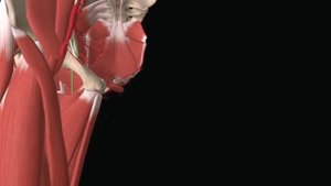 Внутренняя подвздошная артерия и ее ветви#anatomy#анатомиячеловека
