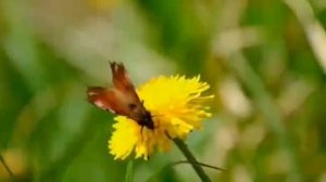 Цветные сны Шатунов