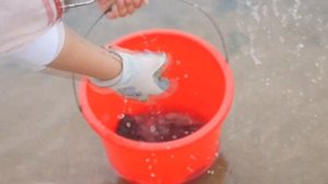 【English sub】小章把鱼饵丢进潮坑里打窝，隔夜诱进很多贪吃的鱼群，这下赚大啦【赶海小章】