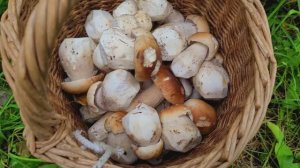 ГРИБЫ 2024 !!! БЕЛЫЕ ПОПЁРЛИ !!! БЕЛЫЕ ЕЛОВЫЕ !!!