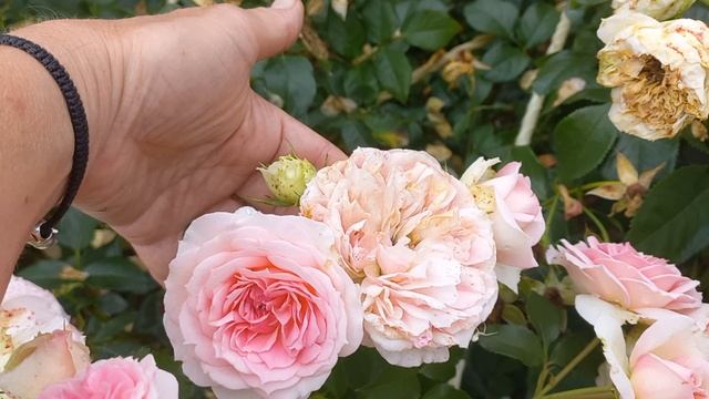 Sophia ROMANTICA (Kurfurstin Sophie) Meilland Франция, 2010 Шраб смотреть онлайн