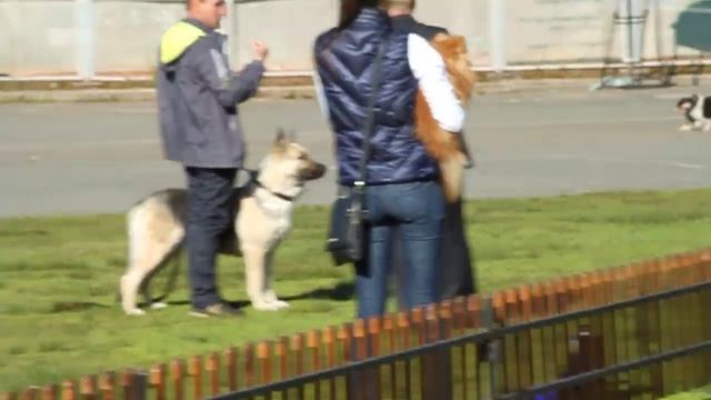 Выставка КЧК Пермь 7.06.14