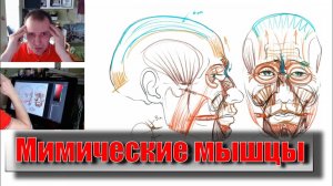 ВАЖНО ЗНАТЬ для рисования лица МИМИЧЕСКИЕ МЫШЦЫ. - А. Рыжкин