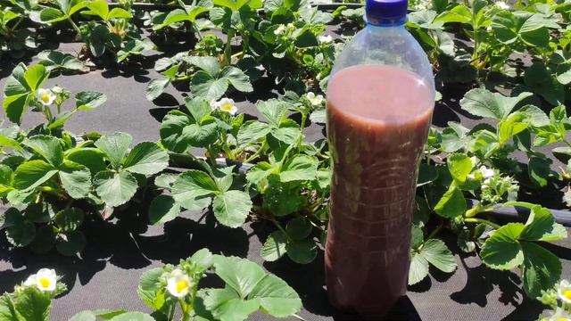 Підживлення полуниці нітроамофоской, результати підживлення вас здивує 💯%