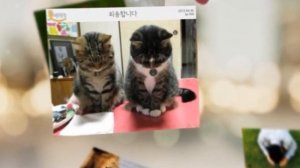 Корейский язык.Урок 5..Как сказать "Извините" по корейский так чтобы Вас извинили. Урок 5.