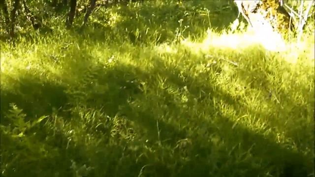 Прогулка с собакой и спиннингом смотреть онлайн