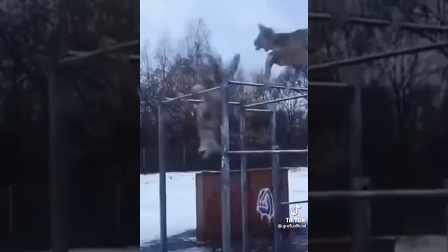 #ауФ #волк #люблюпокушать