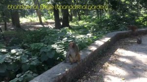 Обезьяны (макаки) Катманду. Парк Bhandarkhal Jungle