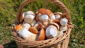 ГРИБЫ 2024 !!! БЕЛЫЕ ГРИБЫ НЕ ОТПУСКАЛИ ГРИБНИКА !!!