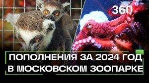 Гигантский осьминог, капибары и аметистовый питон. Более 1,5 тысяч пополнений в Московском зоопарке