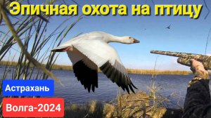 Охота на ГУСЯ и ФАЗАНА на Волге, на Раскатах и в степи Астраханской области!! Куча птицы !