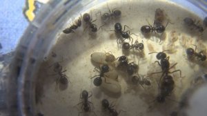 Lasius fuliginosus #2 Naissances