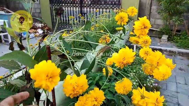 Golden glow rudbeckia/ ഗോൾഡൻ ഗ്ലോ റൂഡ്ബെക്കിയ смотреть онлайн