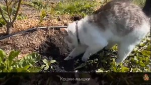 А Ну-ка Давай-ка - КОШКИ МЫШКИ (наоборот) @anykadavaika #2023 #песни #наоборот