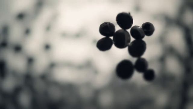 Caviar d'encre de seiche et petits toats de pain noir - Picard