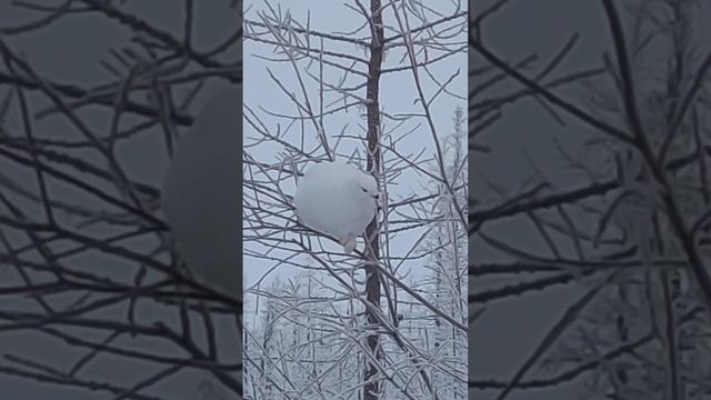 Куропатка Посёлок Пангоды Надымский район Ямало Ненецкий автономный Округ Апрель 12