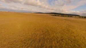 FPV полет в поле. Осень.