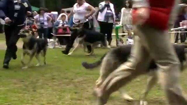 Питомники, Вео Росс смотреть онлайн