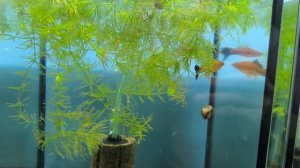 обзор ФишХаус