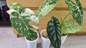 Растения-расстройства #plants #top #обзор #garden #цветы #растения #gardenplants #сад #gardenflowers