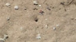 Ammophila, Digging Wasp at Montana De Oro Sandspit trail