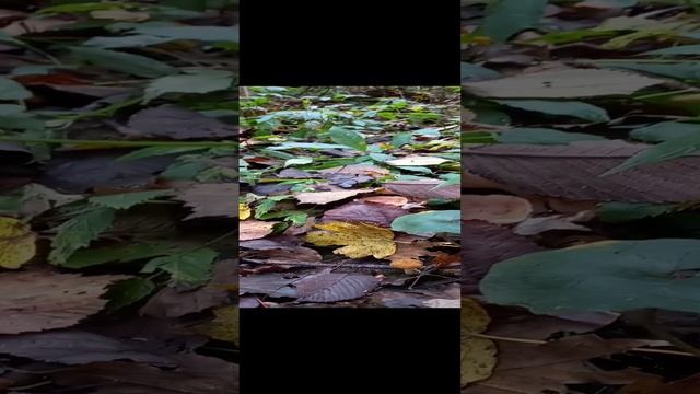 ❗Осенние опята 2024 года❗ #shorts #short #nature #грибы #природа #лес