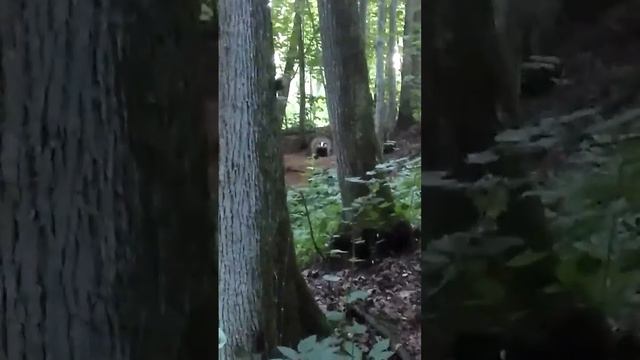 Охота на барсука. Очень агрессивный барсук смотреть онлайн