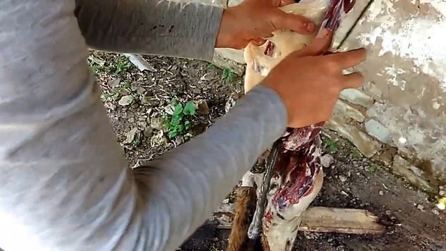 Охота на сурка. Разделка и снятие жира. смотреть онлайн