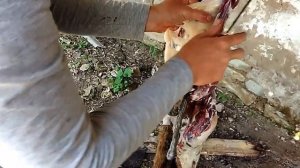 Охота на сурка. Разделка и снятие жира.