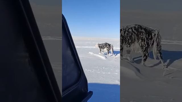 Замерзла корова