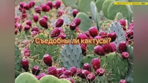 Съедобны ли кактусы