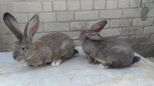 Кролики Фландр | ДРУГ КУПИЛ САМЦА ФЛАНДР из Волгограда | Сравниваем экстерьер с мой самкой | Обзор