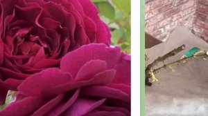 553#.Розы из питомника Фокиных      🌹🌹🌹🌹🌹