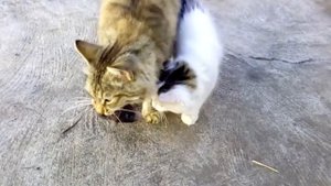 Котенок сражается с крысой