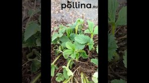 2Продолжение  Не столько познавательно, сколь любопытно  — сделано в Clipchamp