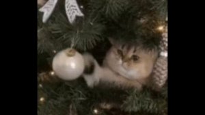 "Рождество стучится в двери" 02.01.2025 Лилия Филь ( Берёзкина)